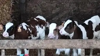 Ferme Albert Rock