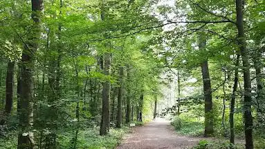 Stadtwald