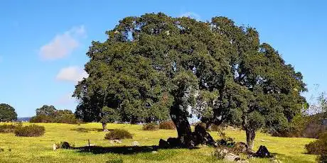 Photo de Alcornoque centenario (quercus suber) en Dehesa de Collado Mediano