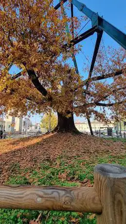 Photo de Oldest tree in Milan