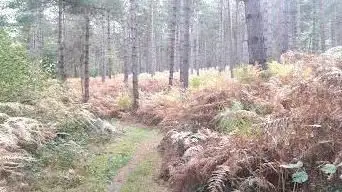 Photo de Hez-Froidmont - ONF Oise Ouest Forest