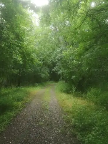 Östlicher Schinderwasenweg