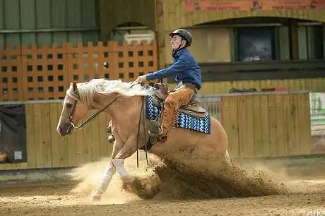 Photo de Gb quarter Horse