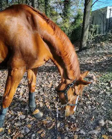 CENTRE EQUESTRE DE MONTFERMEIL