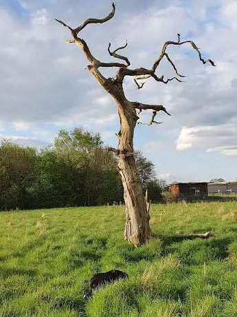The Lightning Tree