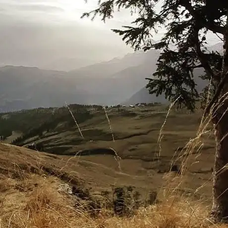 L'arbre solitaire