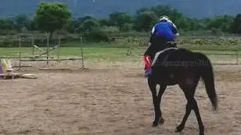 Photo de Le cheval qui rit