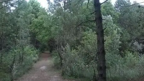 Photo de Foresta di Ca' Savio