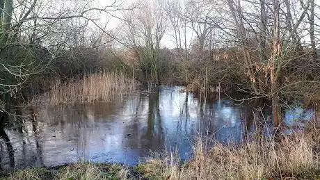 Coulby Newham Pond