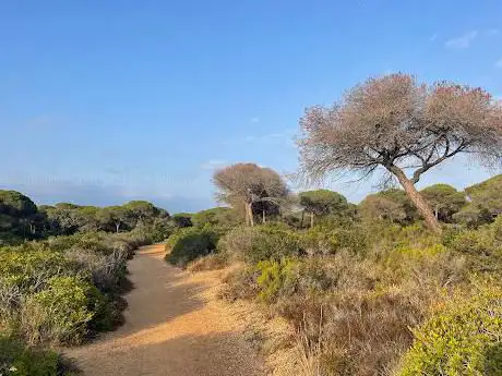 Photo de Pinar de la Barrosa