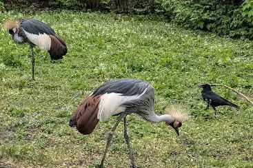 Kraniche