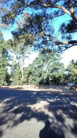 Eucalipti Monumentali