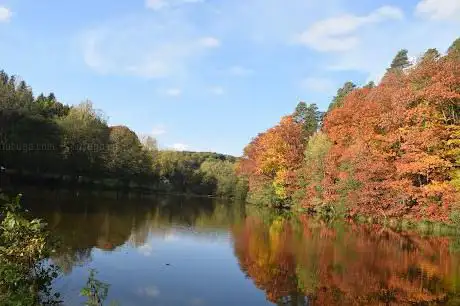 Photo de Étang de Saint-Louis-lès-Bitche