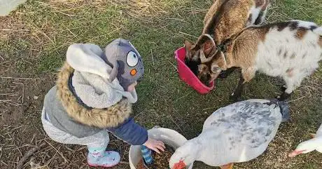 Photo de La ferme pédagogique des mille pat