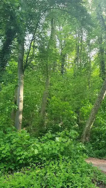 Photo de Philosophes Woods