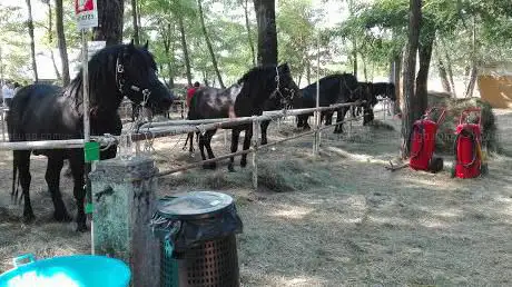 Souvenir Milza Edvige