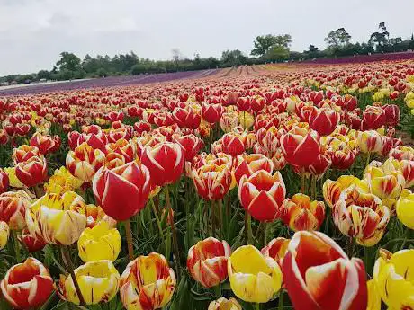 Photo de Norfolk Tulips