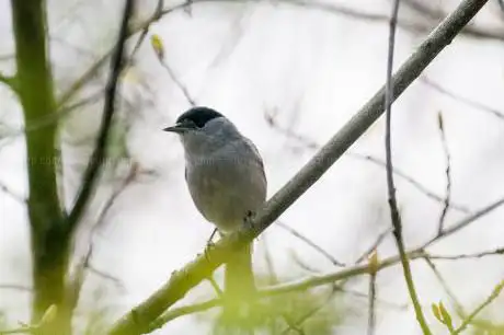Vogelobservatiescherm