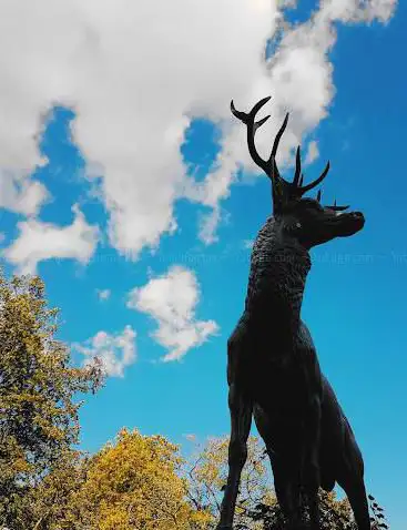 Le Cerf