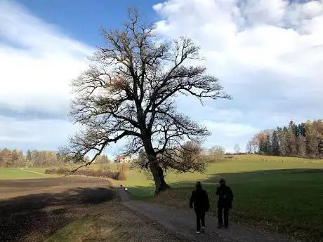 Süessblätz