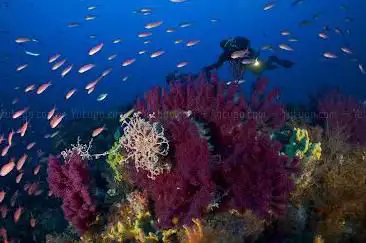 Photo de Argentario Divers