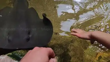 Bassin tactile (Raies)