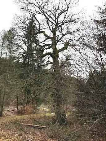 Pirminius-Eiche