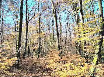 Photo de Camors Forest