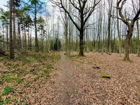 Photo de Flatropers Wood Nature Reserve Sussex Wildlife Trust