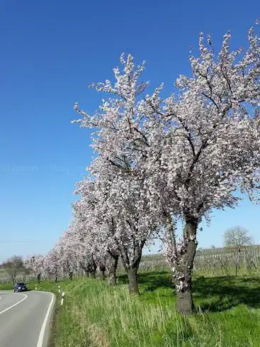 Photo de Mandelbaumhain