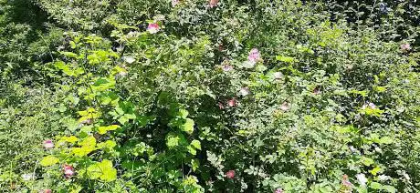 Passeggiata Lungofiume