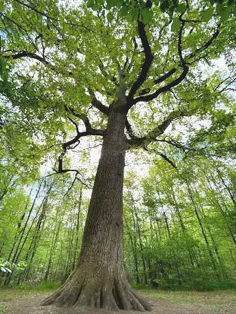 Photo de Chêne Hippolyte