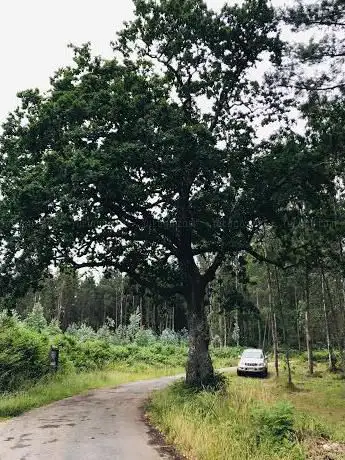 Carballo de Santo Estevo