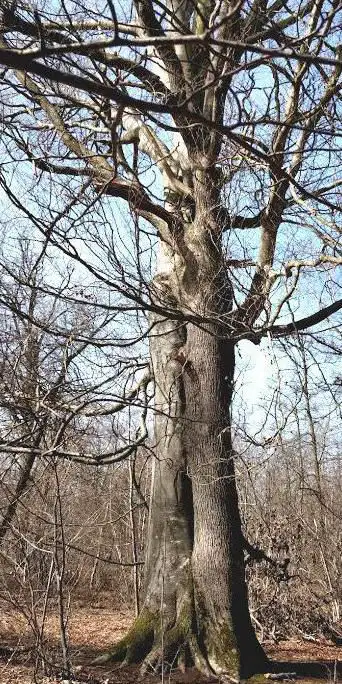 Les Arbres Entrelacés