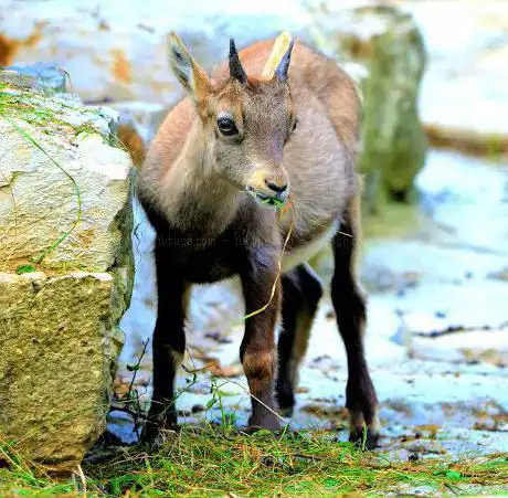 Alpensteinbock