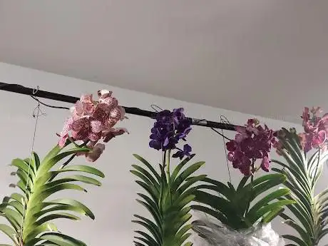 Photo de ORCHIDEE DAL MONDO