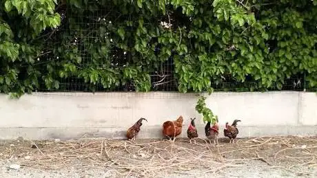 Photo de Jardin de la falaise