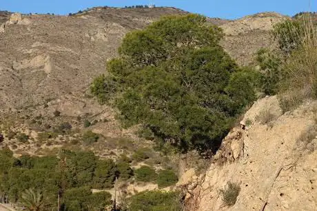 Photo de Cuesta Mágica de Crevillent