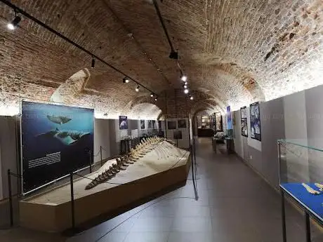 Photo de Museo Paleontologico Territoriale dell'Astigiano