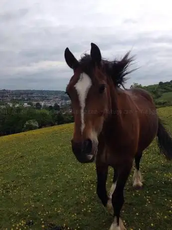 Photo de Cobbles Farm Equestrian Centre