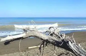 Riserva naturale Tomboli di Cecina