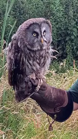 Photo de Simon Tebbutt Falconry