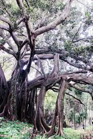 Photo de Albero secolare (Ficus macrophylla columnaris)