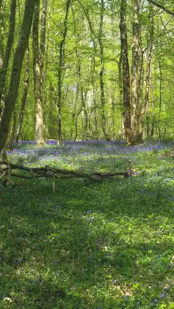 Photo de Lobbes Woods