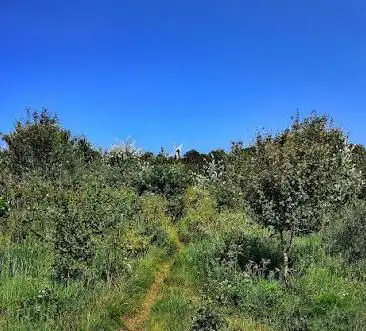 Dane Valley Woods