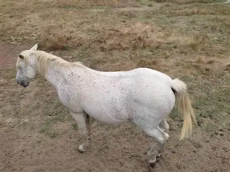 La Carriage De Séné - Balade ? Cheval