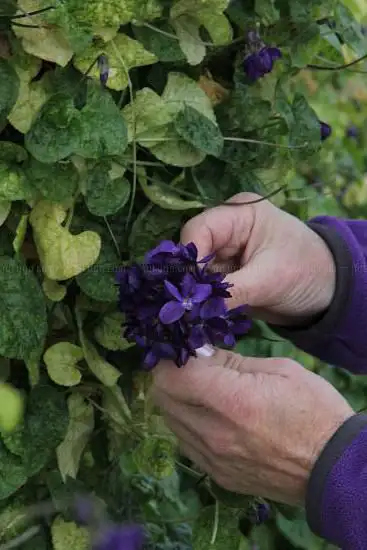 Bastide Aux Violettes