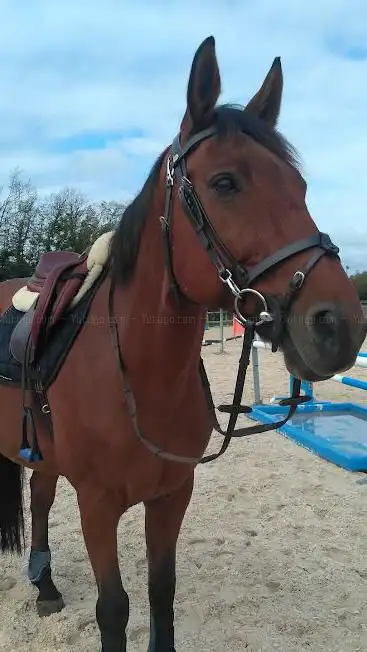 Photo de Elevage D'Alphi