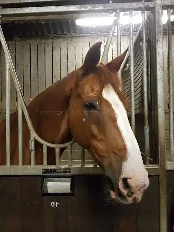 Photo de Mill End Equestrian