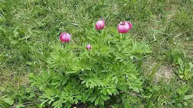 Circuit des Pivoines